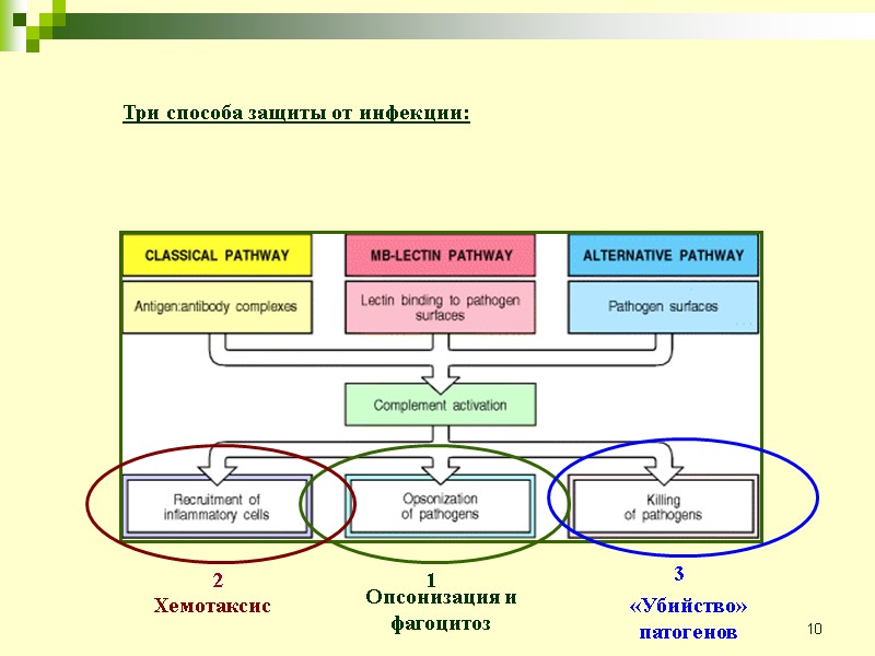 10 Три способа защиты от инфекции: